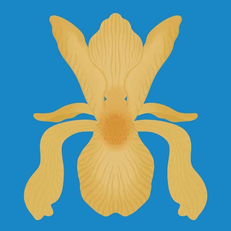 Floraison d’Iris doré