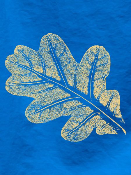 Blatt - Eiche / Botanik & Natur 