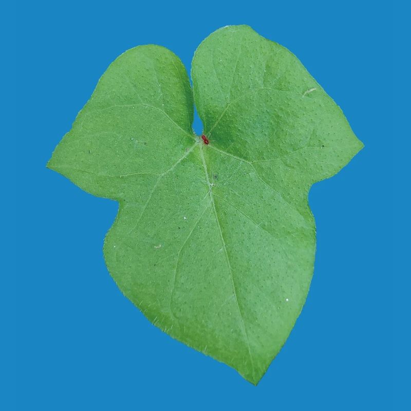 Green_Leaf_-_Tiny_Red_Spider