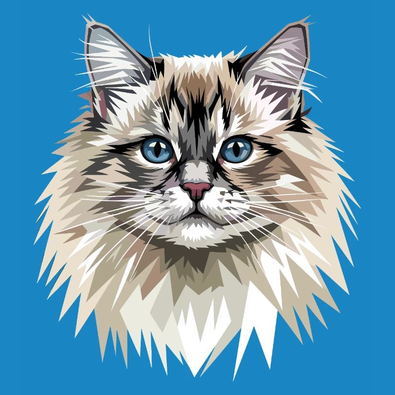 Ragdoll Chat Ragdoll Chat Mignons Chats Ragdoll
