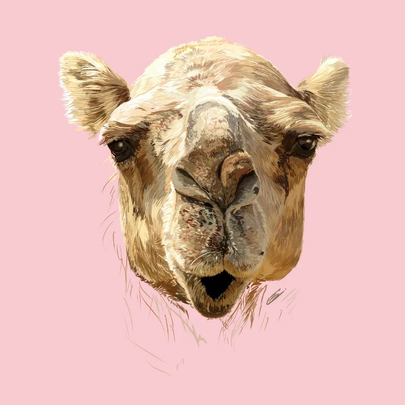 kamel