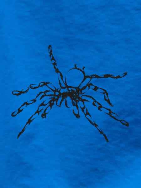 Black Spider – Insektenillustration