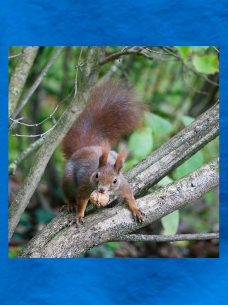Eichhörnchen am Ast mit Nuss