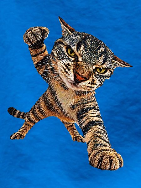 Katze