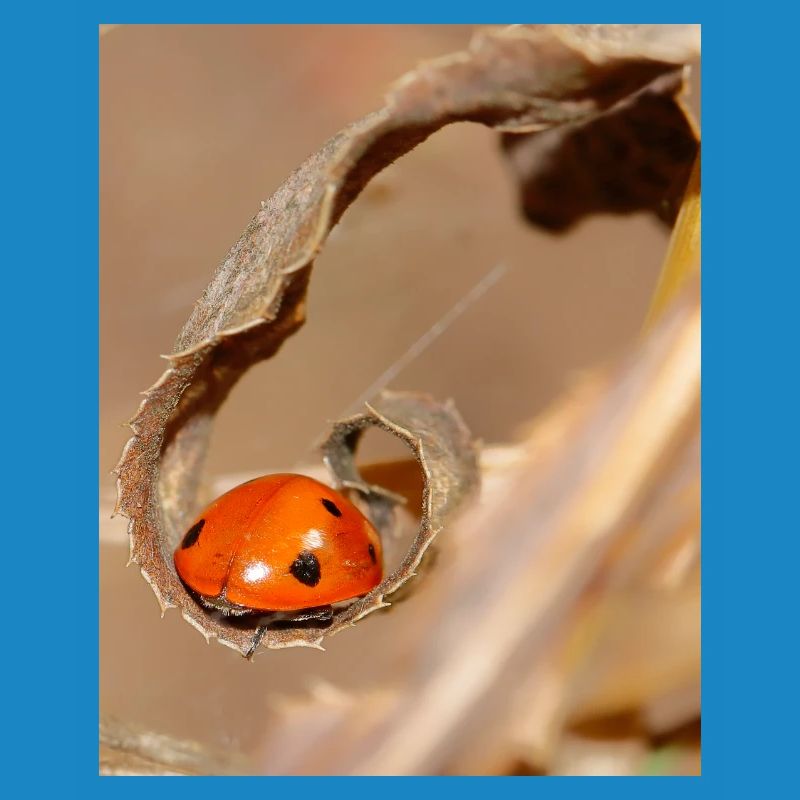 Ladybug on dried leaf