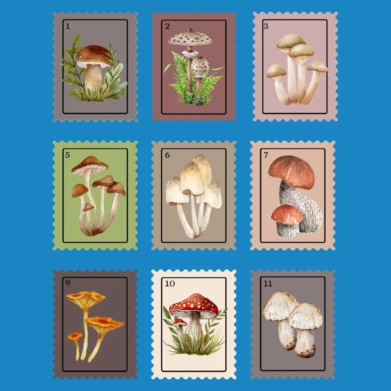 Conception des champignons