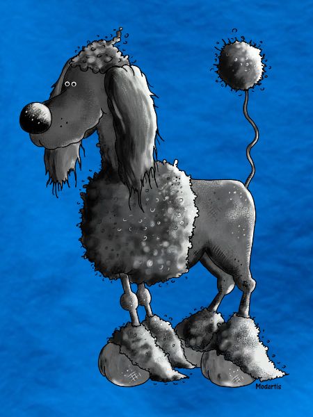 Dufter Pudel - Hund