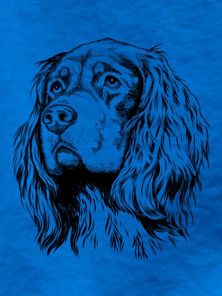 Gordon Setter Portrait