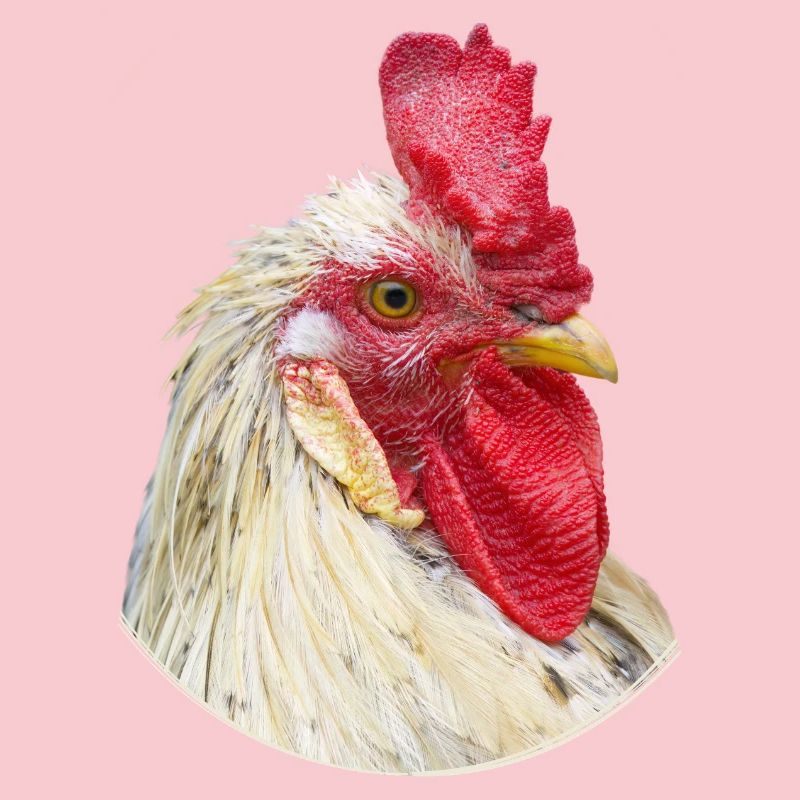 Spécimen de poulet à cravate de coq