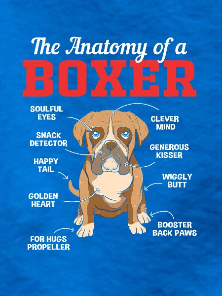 Boxer Hund