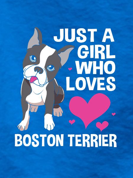 Boston Terrier