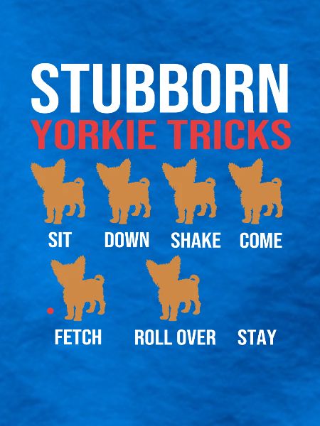 Yorkshire Terrier