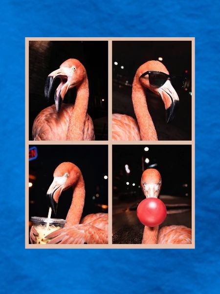 Flamingos Flamingo