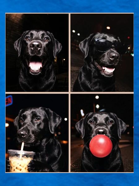 Hunde Labrador Hund
