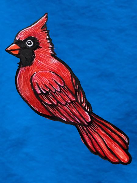 Roter Kardinal-Sketch