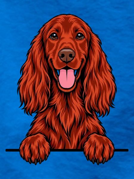 Irischer Setter