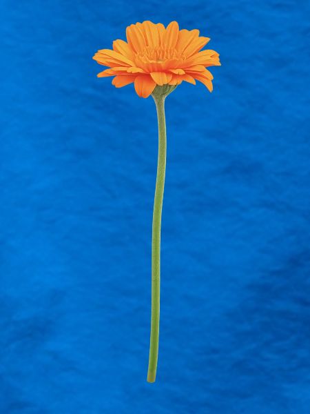 Orange Blüte auf Stiel
