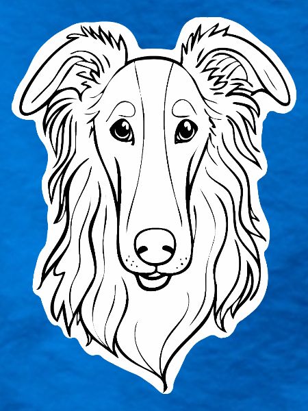 Barsoi-Windhund (Nah/Porträt)