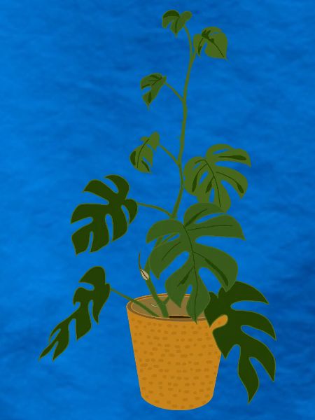 Monstera Deliciosa