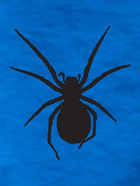 Spinne Nosferatu-Spinne