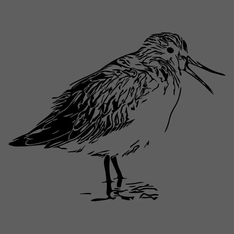 Flussuferläufer Vogel