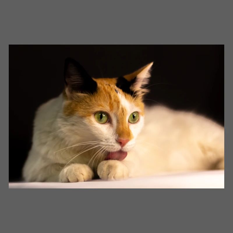 le chat