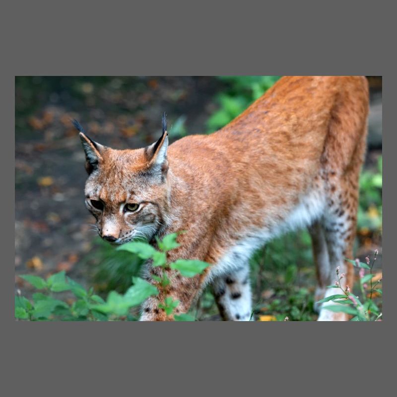 Eurasischer Luchs oder Nördlicher Luchs