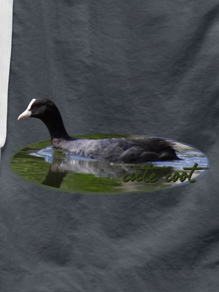 Coot Waterfowl Bird