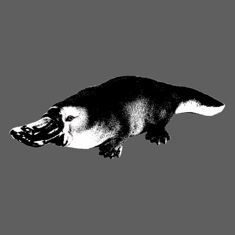 Ornithorynque