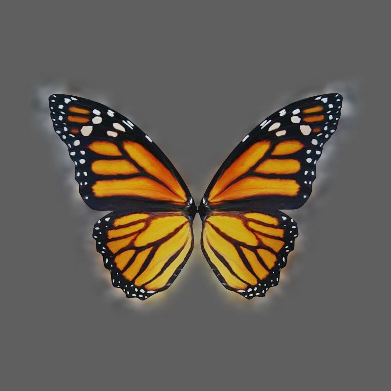 Butterfly spring summer