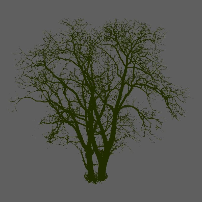 Baum