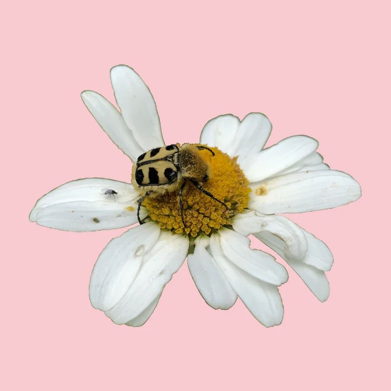 Bee chafer