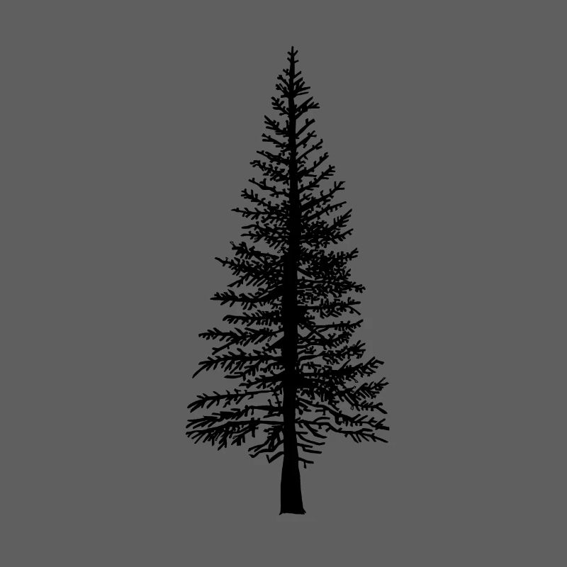 Fir tree Forest Nature Ecology Environment Trees Flora