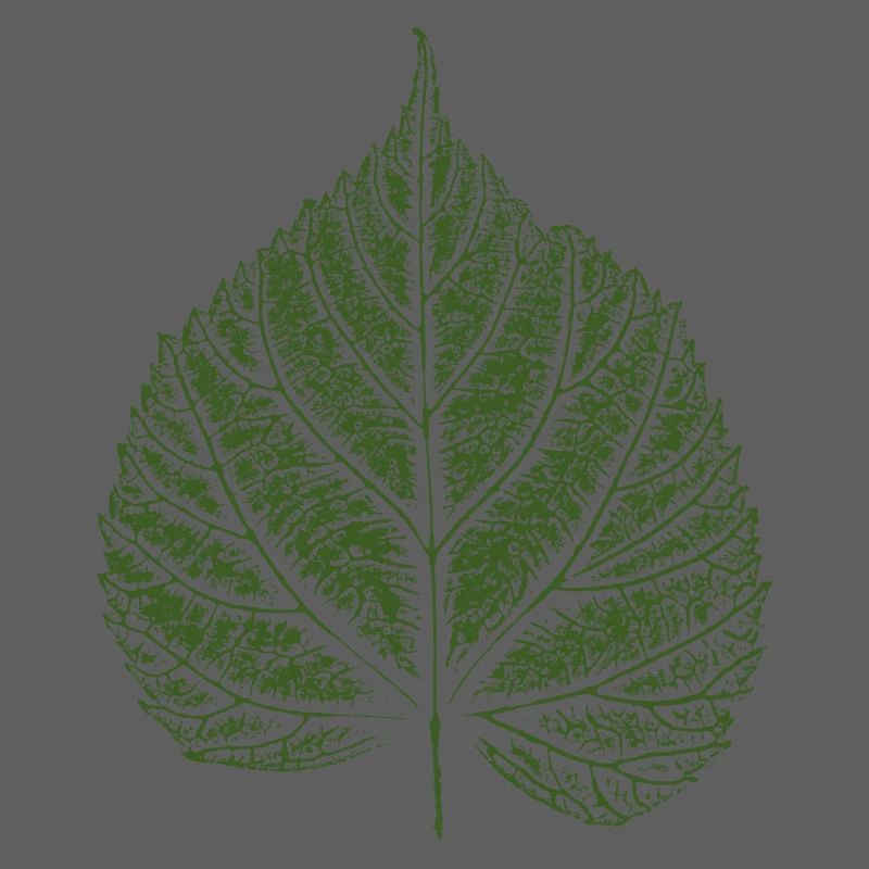 Linden leaf / Linden leaf