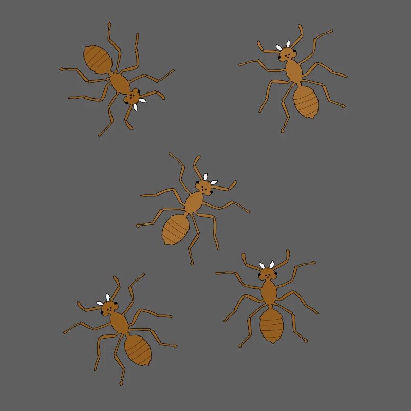 fourmis insectes insecte fourmi