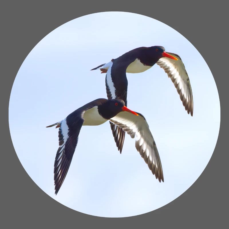 Aussternfischer im Flug perfektes Team frei sein