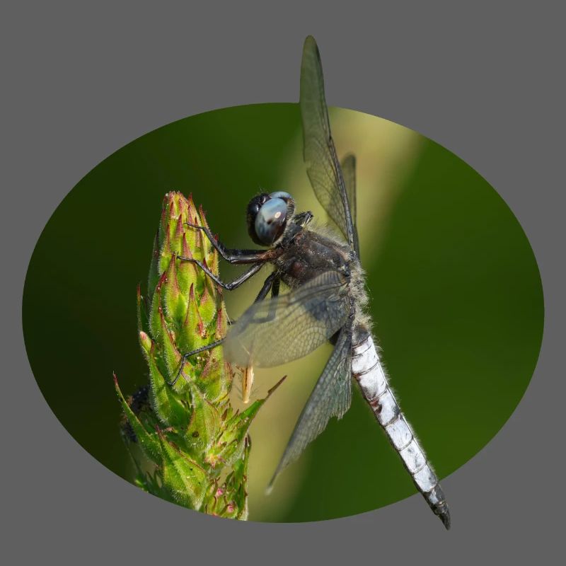 Libellule