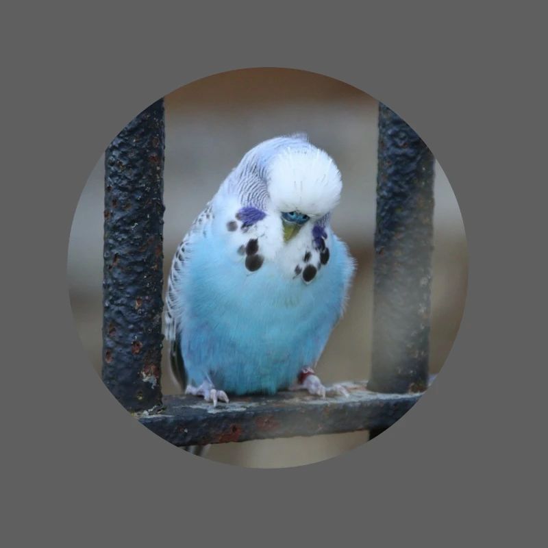 Blue budgerigar budgerigars