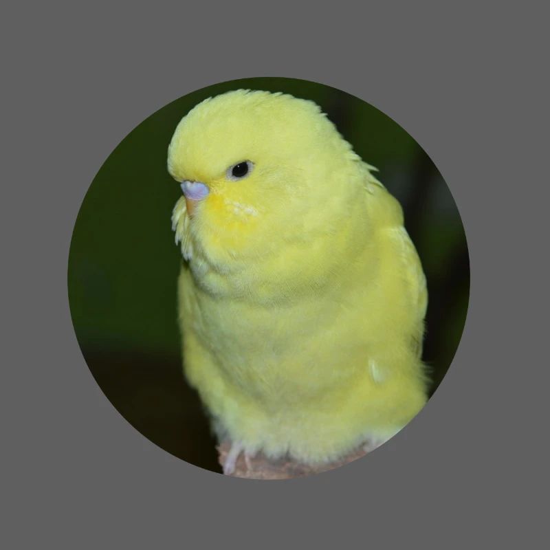 Perruche perruche jaune