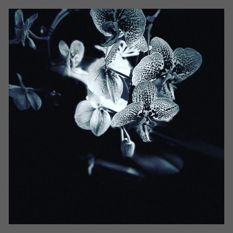 Effet noir blanc orchidée