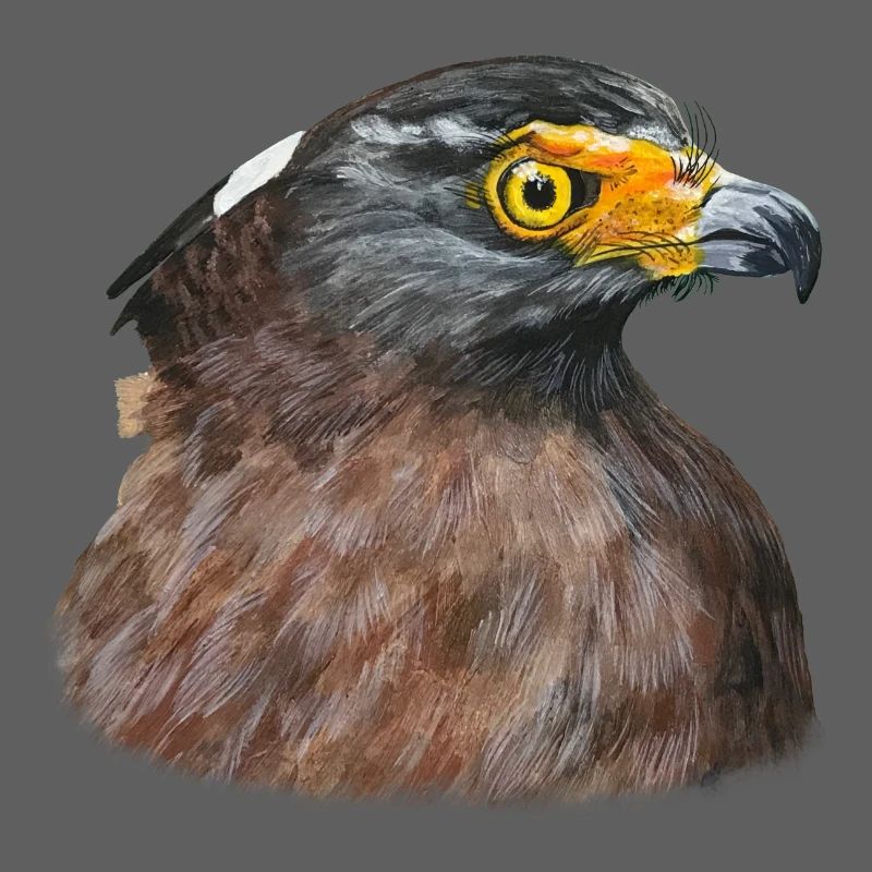 Buse du désert Buse Oiseau de proie Oiseau de proie