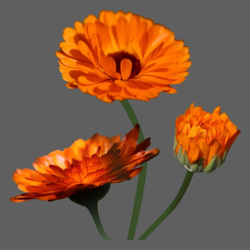 Soucis fleurs d’oranger de souci