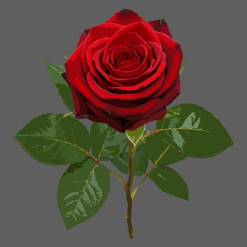 Red rose deep red