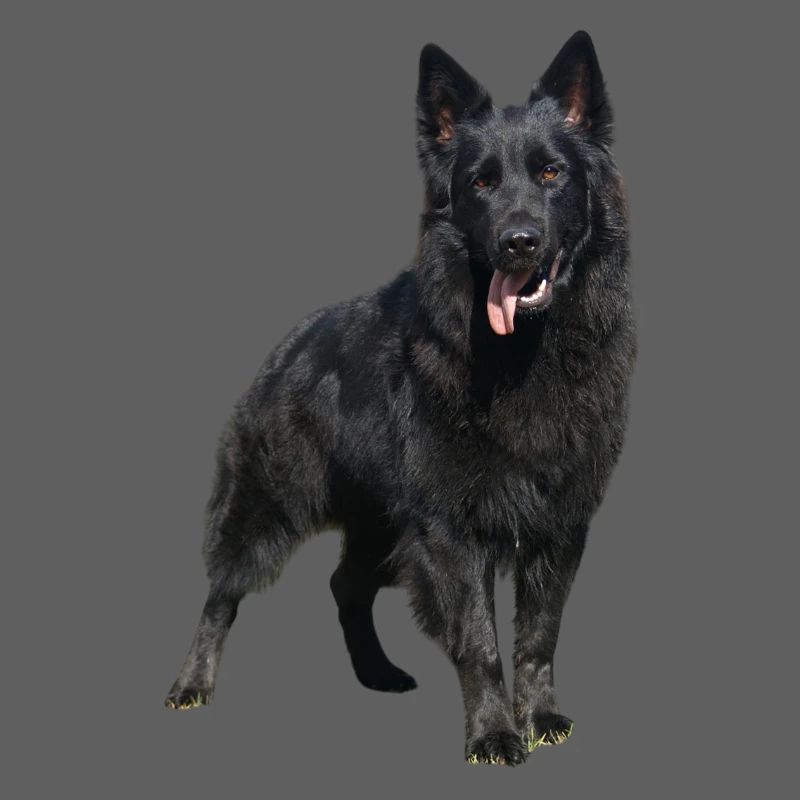 schwarzer Schäferhund