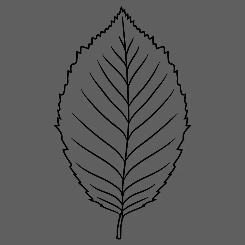 silhouette beech leaf tree plant shape clip art desig