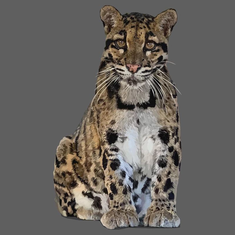 Clouded leopard