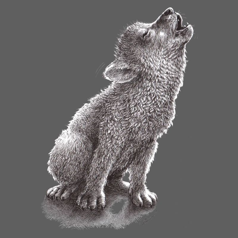 Young howling wolf