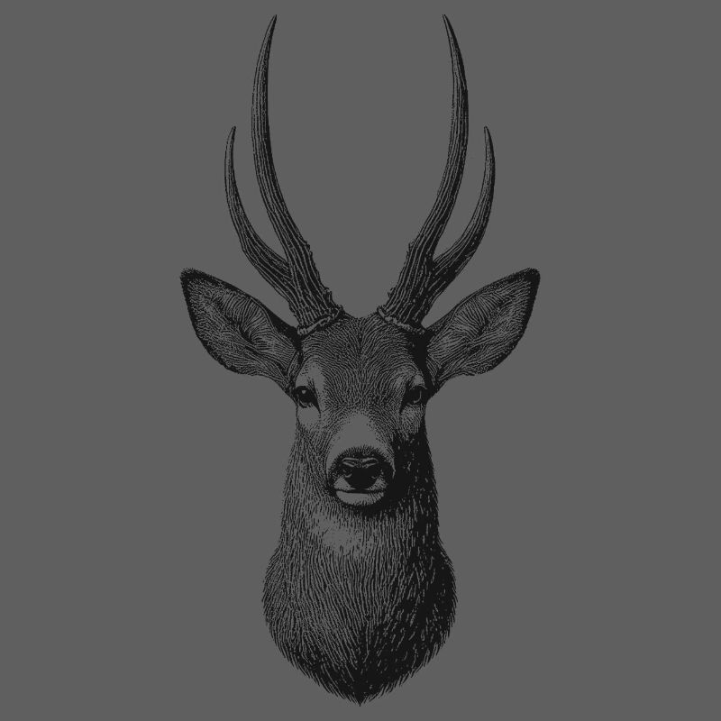 Roebuck