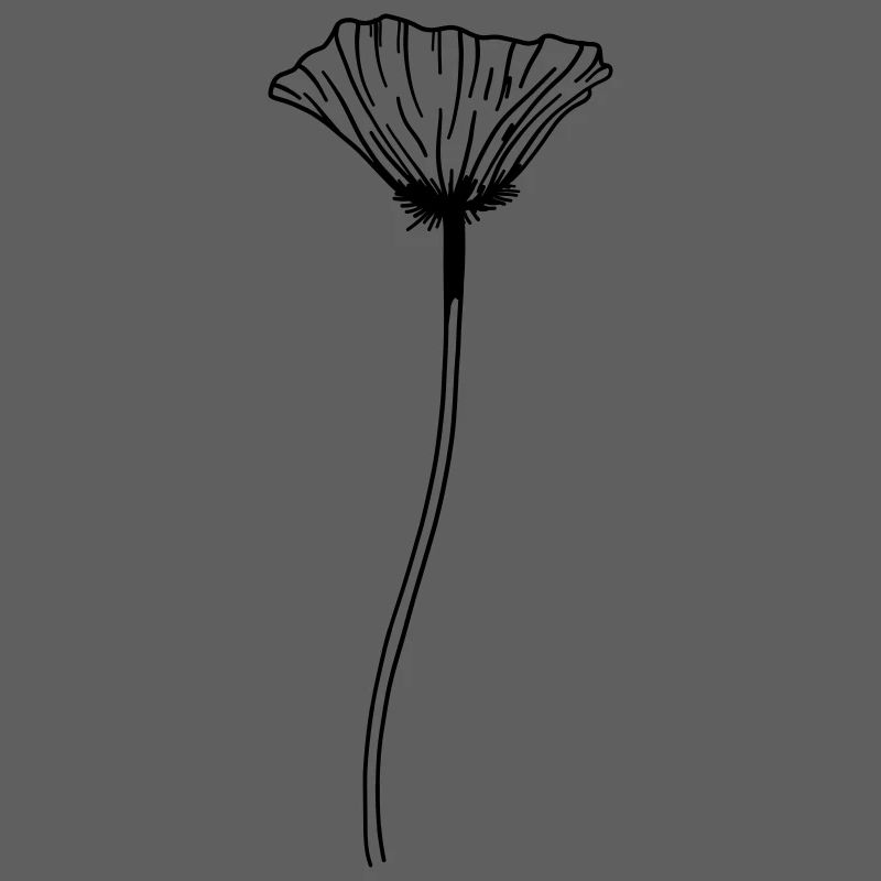 Fleur de pavot