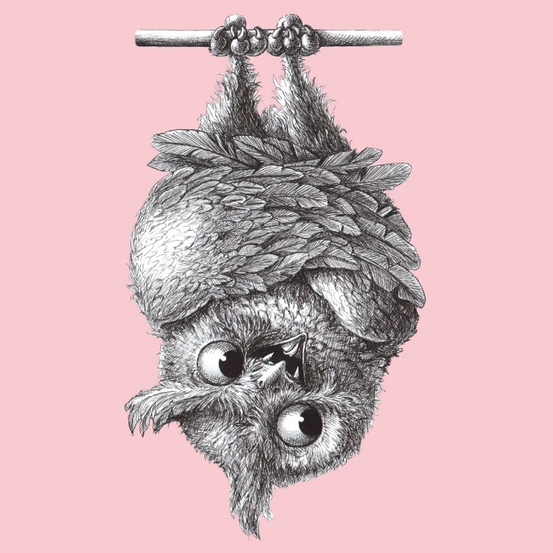 Vampir Eule - Dracula Eule